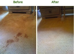 Pet Stain Removal Lacey 